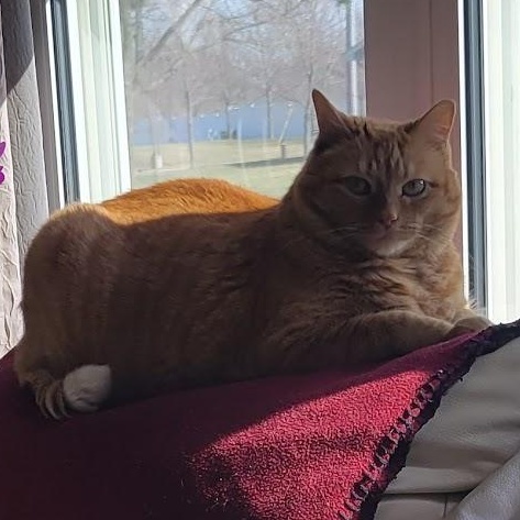 Enlarge Daisy, a ADOPTABLE American Shorthair in Blue Earth, MN image 2/6