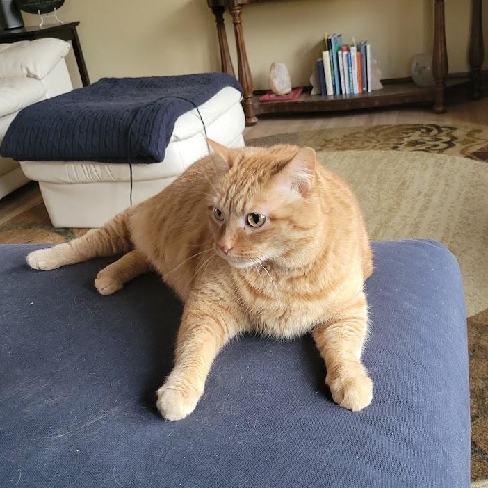 Enlarge Daisy, a ADOPTABLE American Shorthair in Blue Earth, MN image 6/6