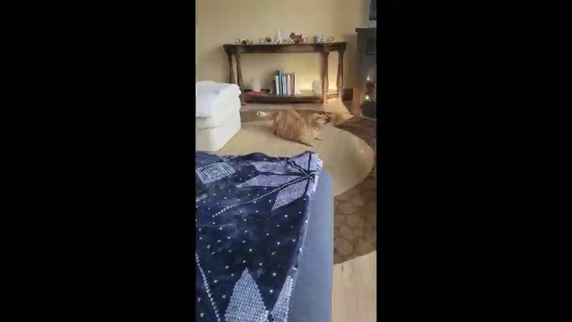 Enlarge Daisy, a ADOPTABLE American Shorthair in Blue Earth, MN image 5/6