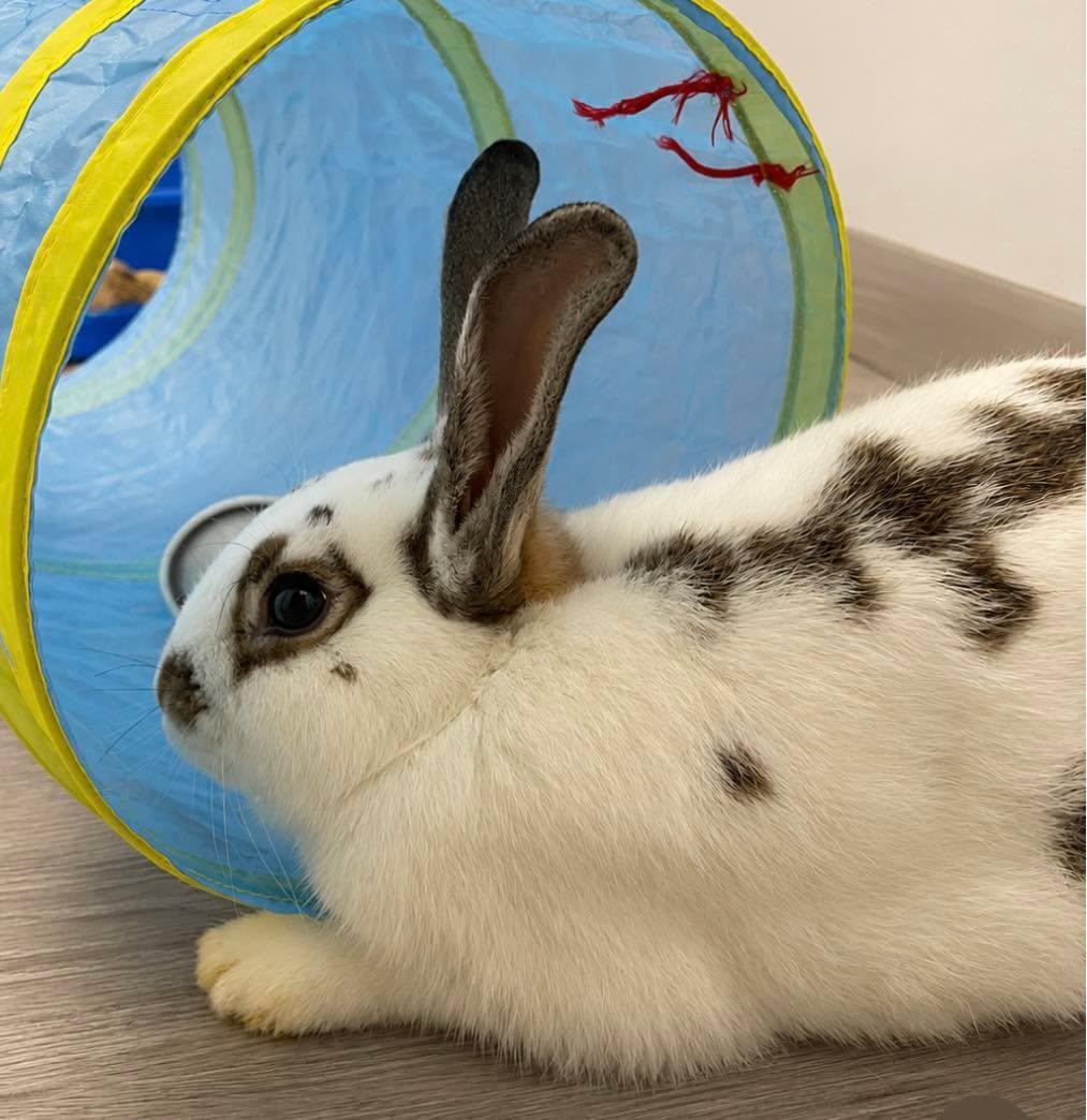 Chestnut, Adoptable, Adult Male Bunny Rabbit.
