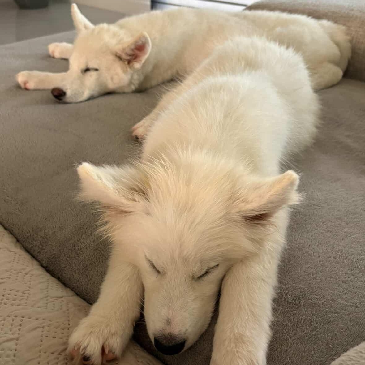 Enlarge MARSH & MALLOW, an adopted mixed breed in BUFFALO , NY image 1/5