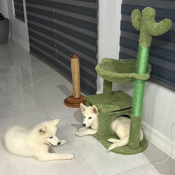 Enlarge MARSH & MALLOW, an adopted mixed breed in BUFFALO , NY image 2/5