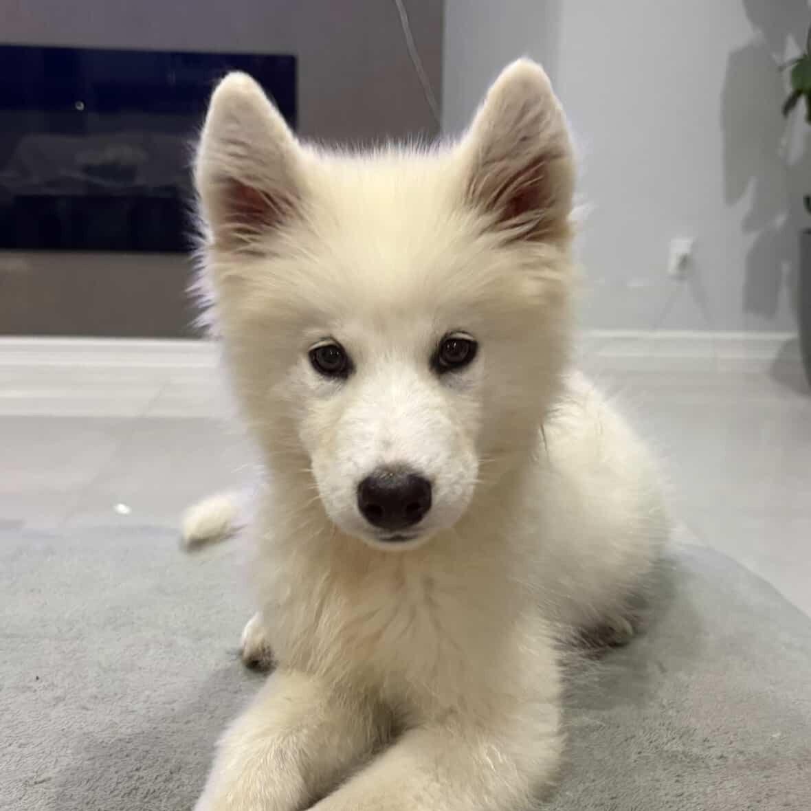 MARSH & MALLOW, adopted, Puppy Female American Eskimo Dog & Samoyed.