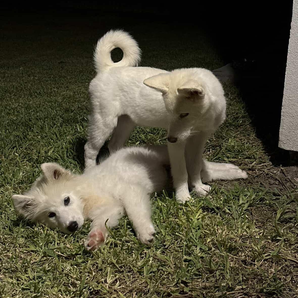 Enlarge MARSH & MALLOW, an adopted mixed breed in BUFFALO , NY image 4/5