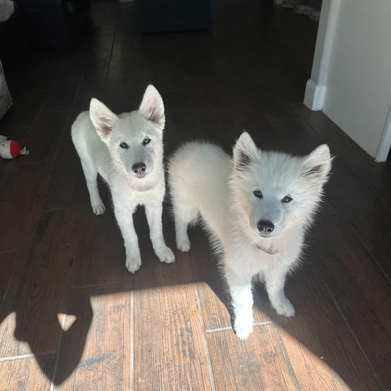 Enlarge MARSH & MALLOW, an adopted mixed breed in BUFFALO , NY image 5/5