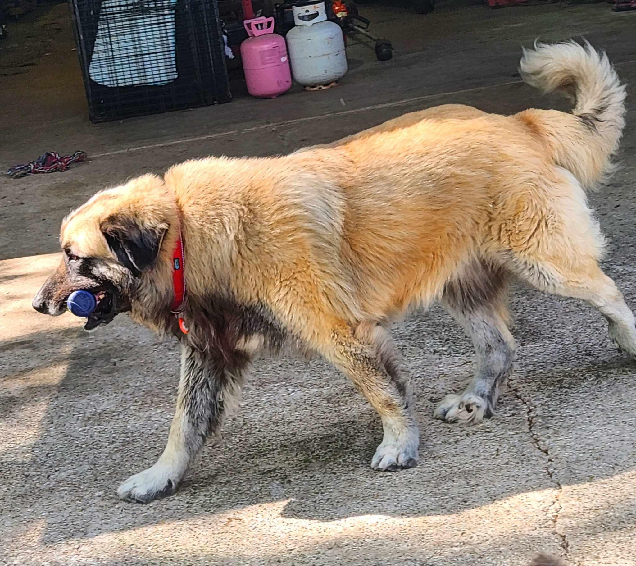 Enlarge Baynard, a Adoptable Caucasian Sheepdog / Caucasian Ovtcharka in Dallas, TX image 2/6