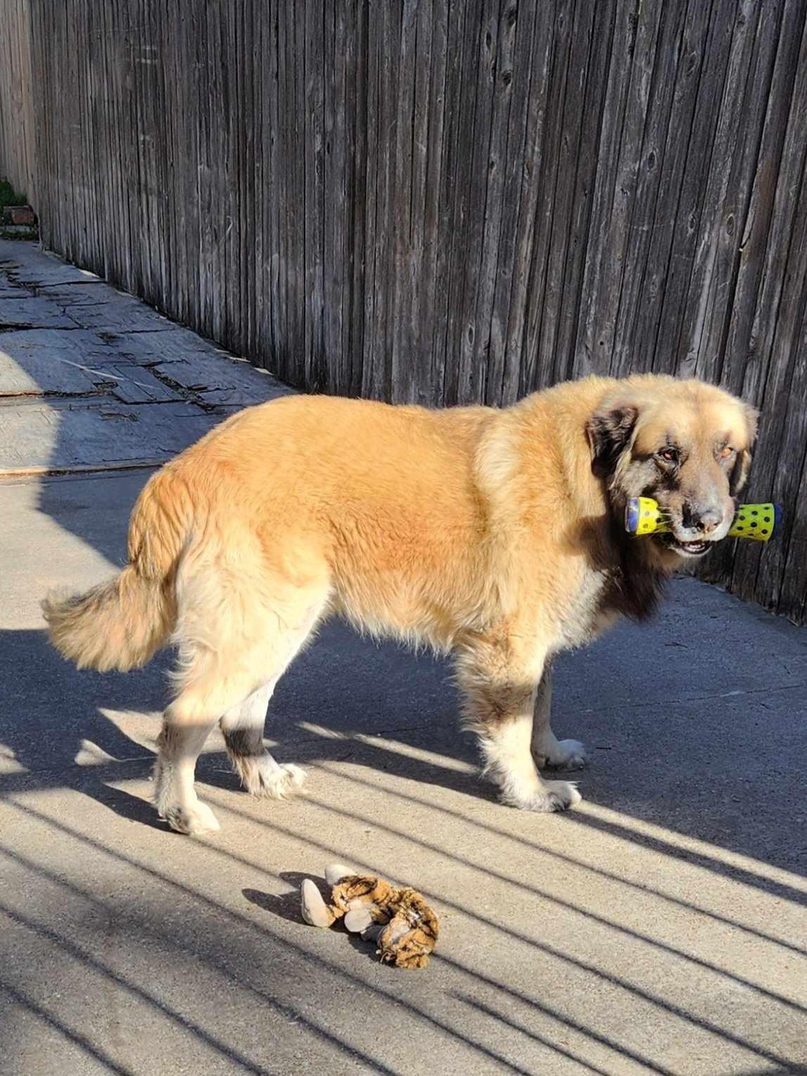 Enlarge Baynard, a Adoptable Caucasian Sheepdog / Caucasian Ovtcharka in Dallas, TX image 3/6