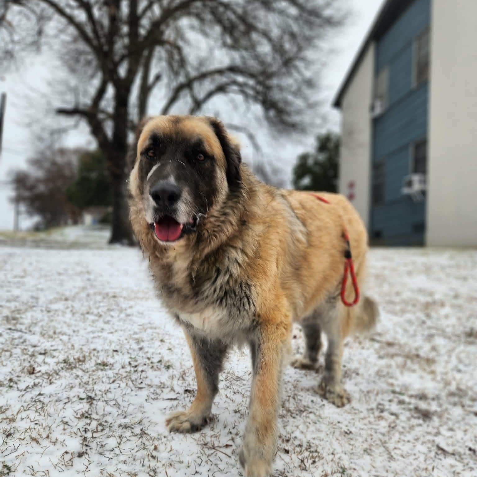 Enlarge Baynard, a Adoptable Caucasian Sheepdog / Caucasian Ovtcharka in Dallas, TX image 1/6