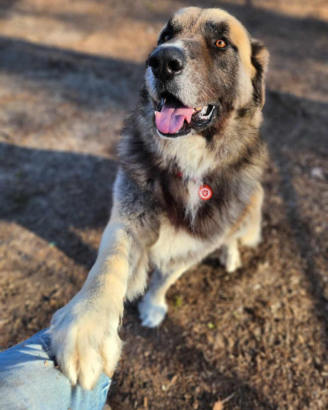 Enlarge Baynard, a Adoptable Caucasian Sheepdog / Caucasian Ovtcharka in Dallas, TX image 4/6