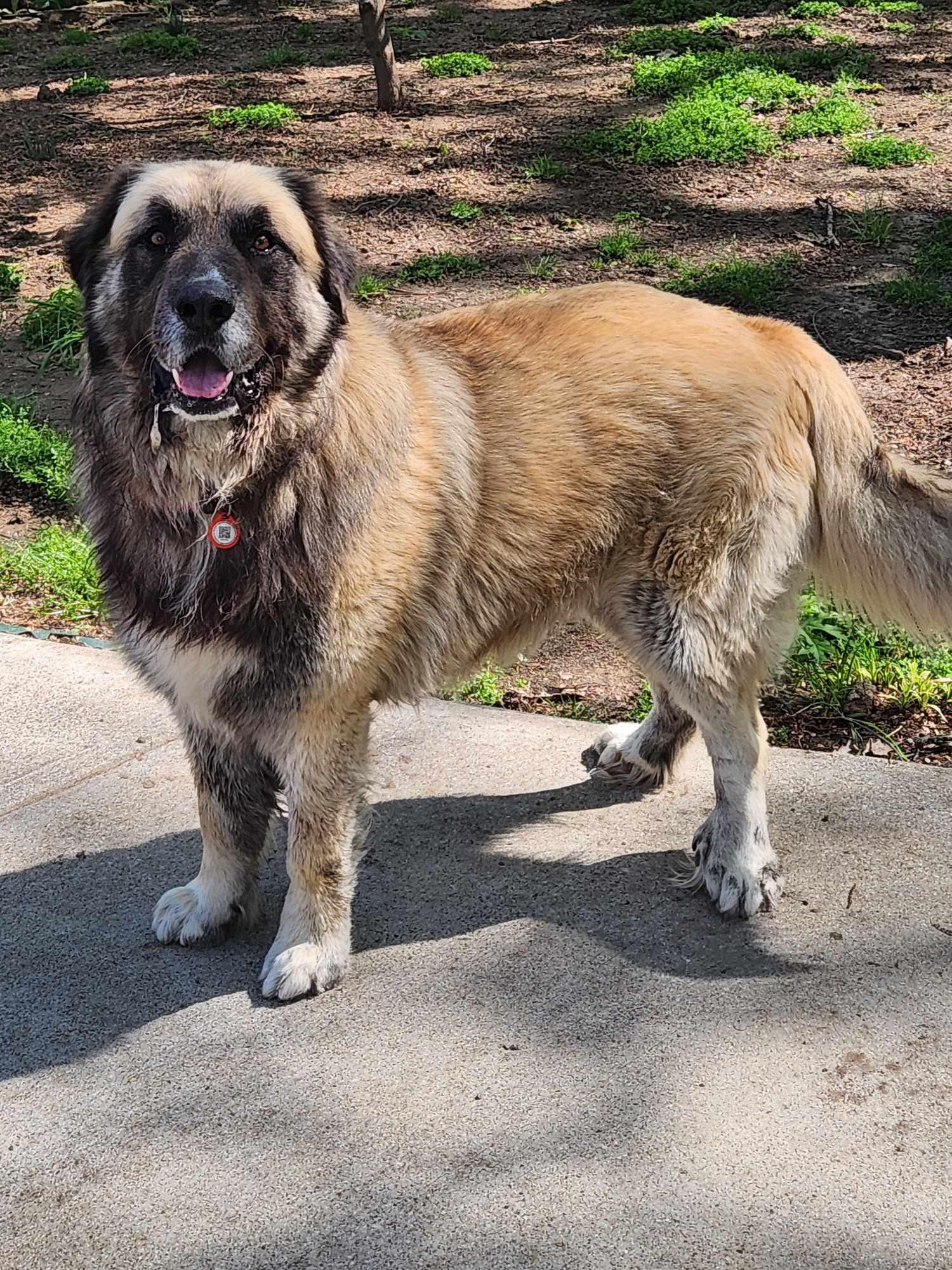 Enlarge Baynard, a Adoptable Caucasian Sheepdog / Caucasian Ovtcharka in Dallas, TX image 1/6