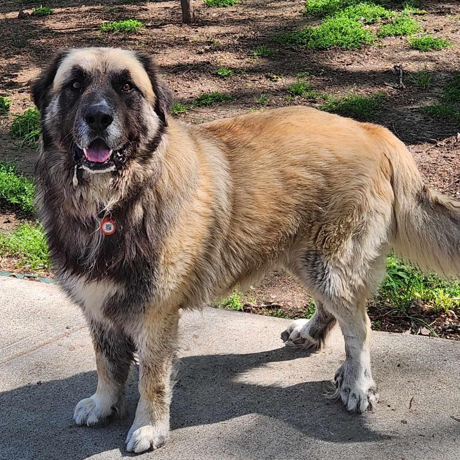 Enlarge Baynard, a Adoptable Caucasian Sheepdog / Caucasian Ovtcharka in Dallas, TX image 3/6