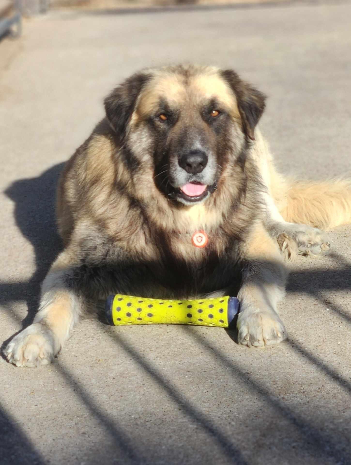 Enlarge Baynard, a Adoptable Caucasian Sheepdog / Caucasian Ovtcharka in Dallas, TX image 5/6