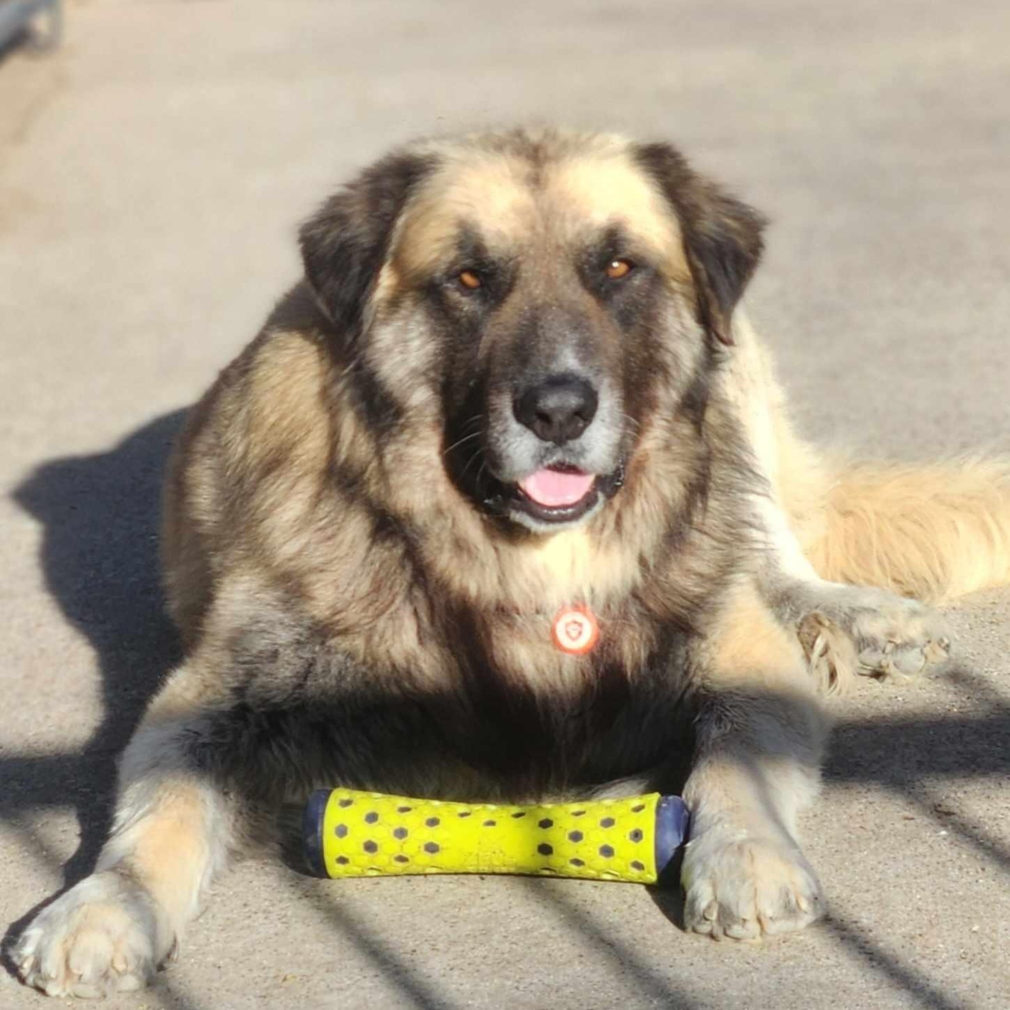 Enlarge Baynard, a Adoptable Caucasian Sheepdog / Caucasian Ovtcharka in Dallas, TX image 5/6