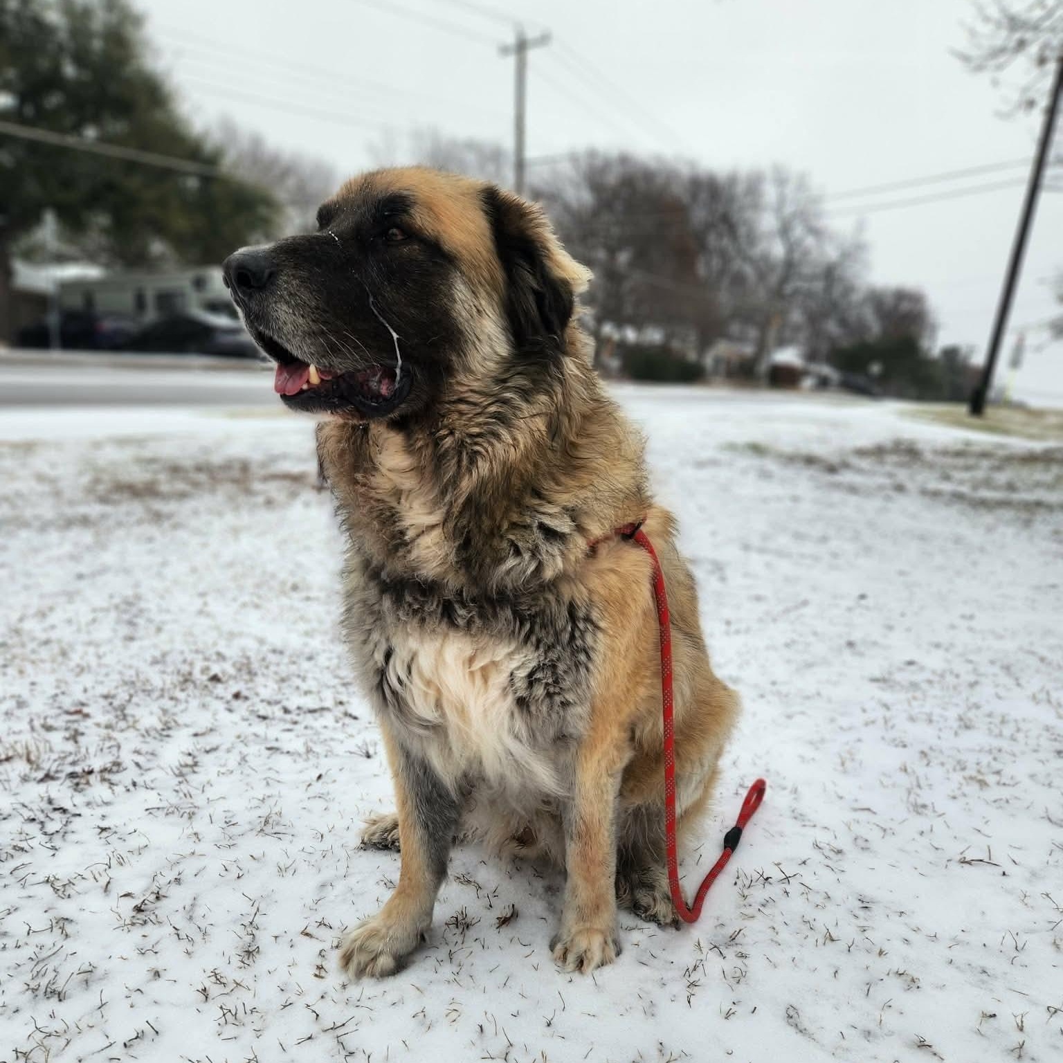 Enlarge Baynard, a Adoptable Caucasian Sheepdog / Caucasian Ovtcharka in Dallas, TX image 4/6