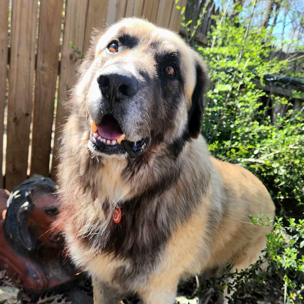 Enlarge Baynard, a Adoptable Caucasian Sheepdog / Caucasian Ovtcharka in Dallas, TX image 6/6