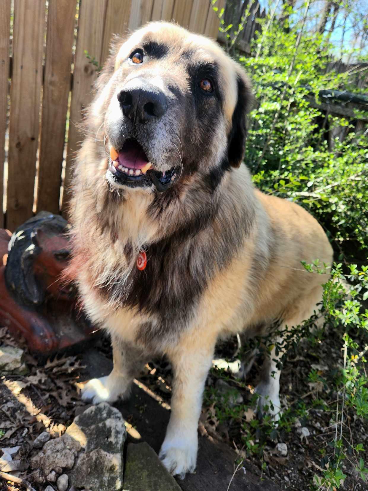 Enlarge Baynard, a Adoptable Caucasian Sheepdog / Caucasian Ovtcharka in Dallas, TX image 6/6