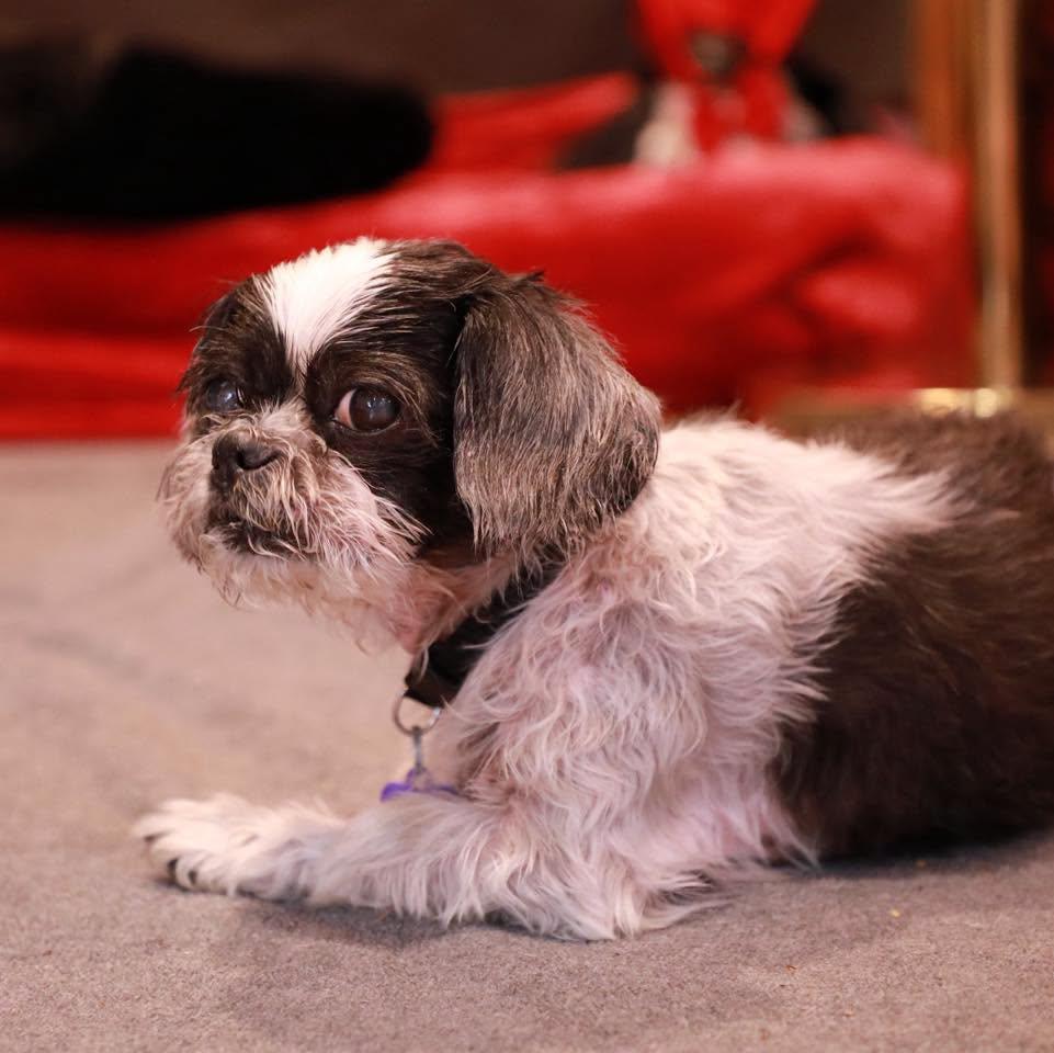 Enlarge Jingles, a Adoptable Shih Tzu in Rockville, MD image 3/6