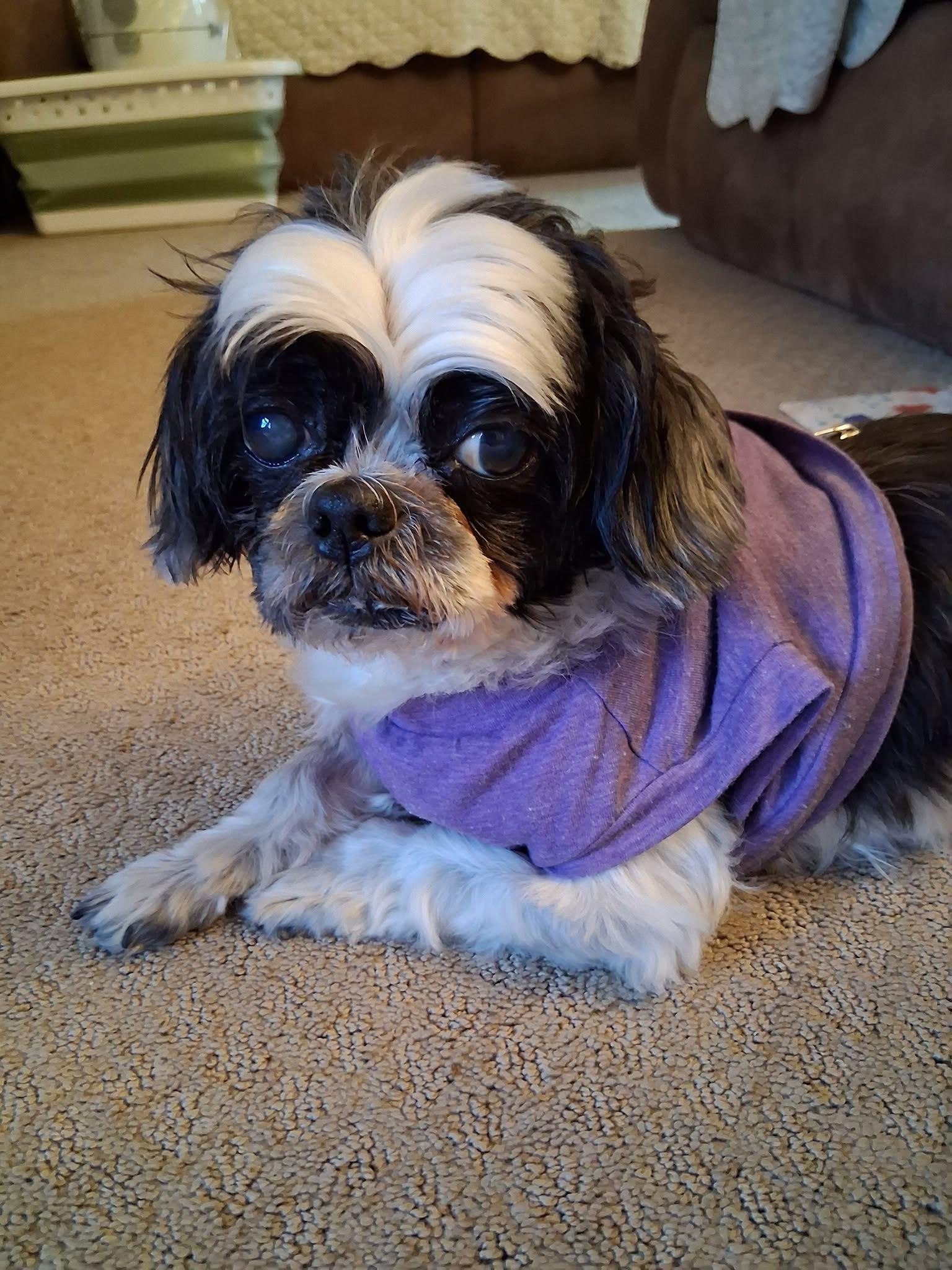 Enlarge Jingles, a Adoptable Shih Tzu in Rockville, MD image 1/6