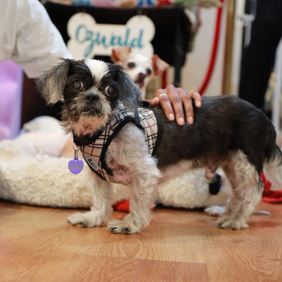 Enlarge Jingles, a Adoptable Shih Tzu in Rockville, MD image 5/6