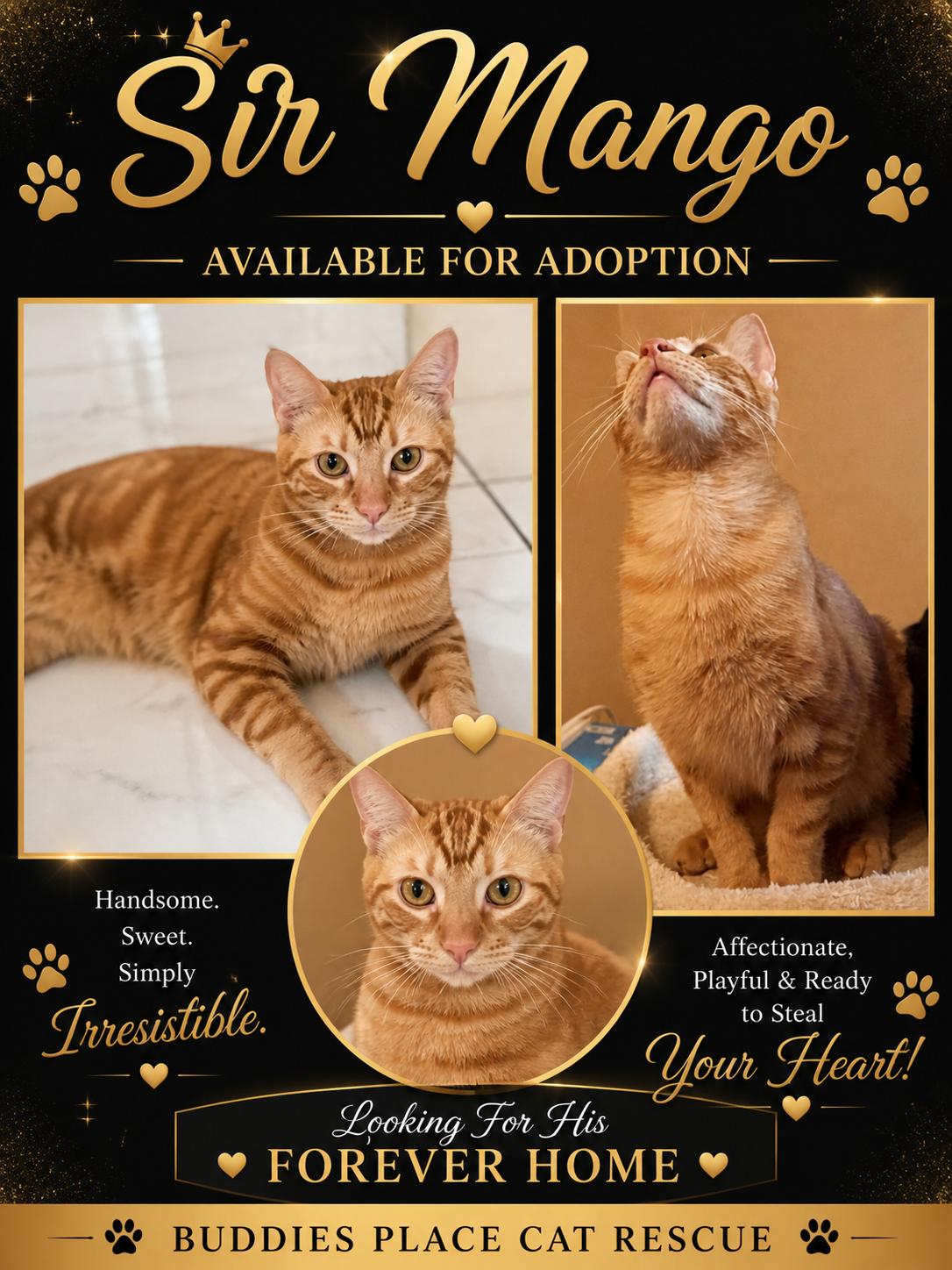 Sir Mango, ADOPTABLE, Young Male Domestic Short Hair & Tabby.