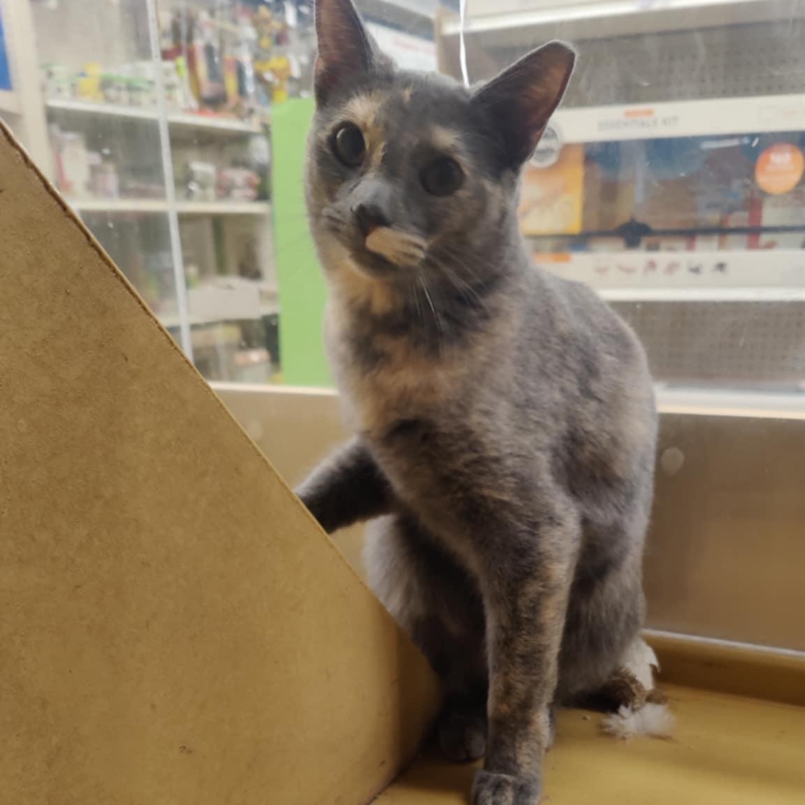 Enlarge Pippin, a Adoptable Tortoiseshell in SCOTTSDALE, AZ image 1/3