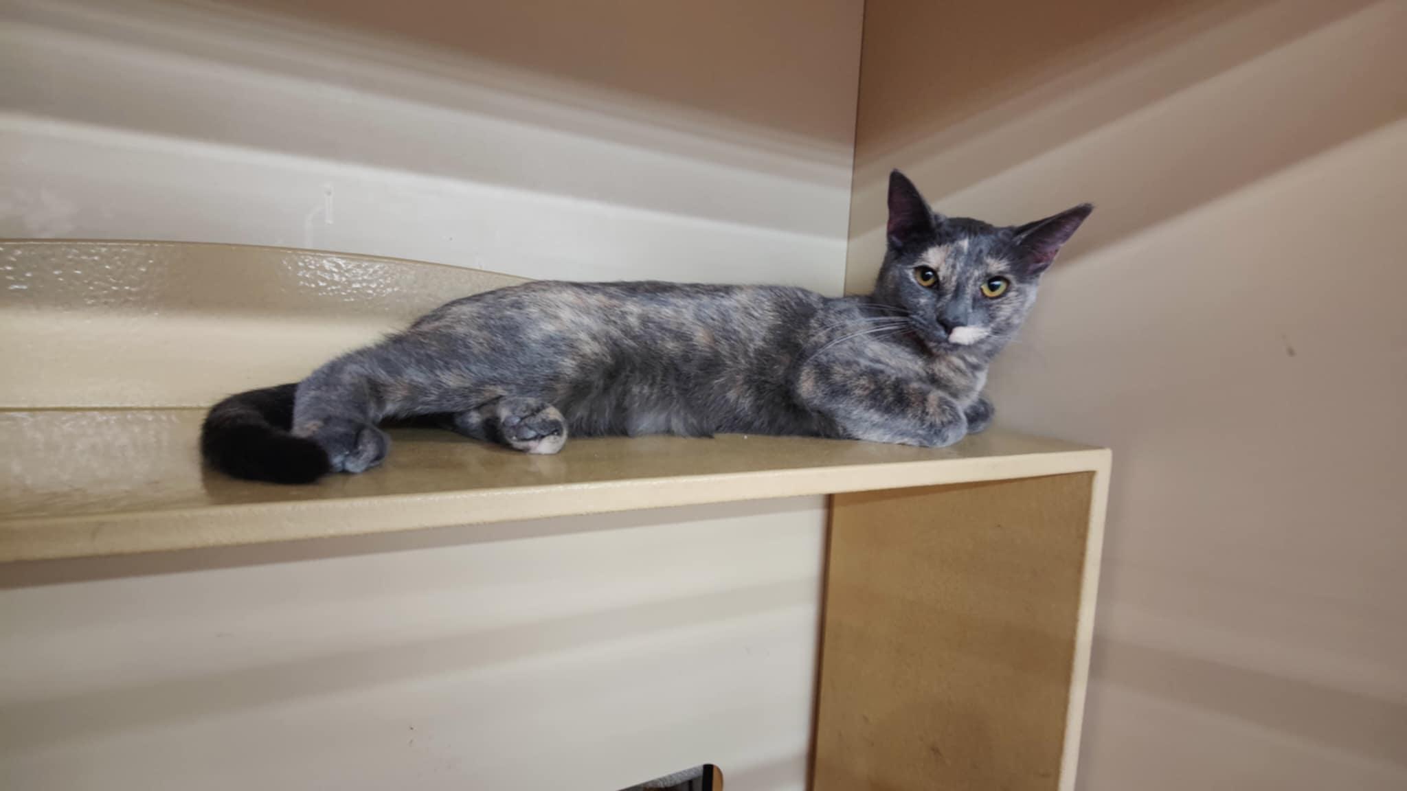 Enlarge Pippin, a Adoptable Tortoiseshell in SCOTTSDALE, AZ image 2/3