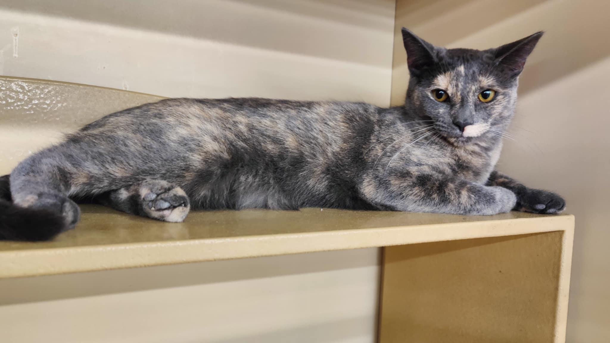 Enlarge Pippin, a Adoptable Tortoiseshell in SCOTTSDALE, AZ image 3/3