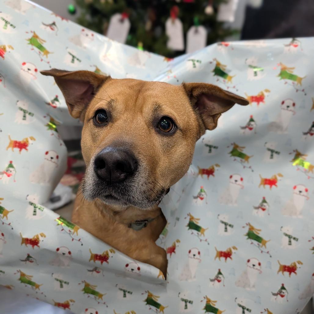 Enlarge Mercer, a Adoptable Mixed Breed in Cape Girardeau, MO image 5/6