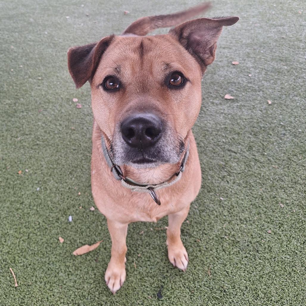 Enlarge Mercer, a Adoptable Mixed Breed in Cape Girardeau, MO image 1/3