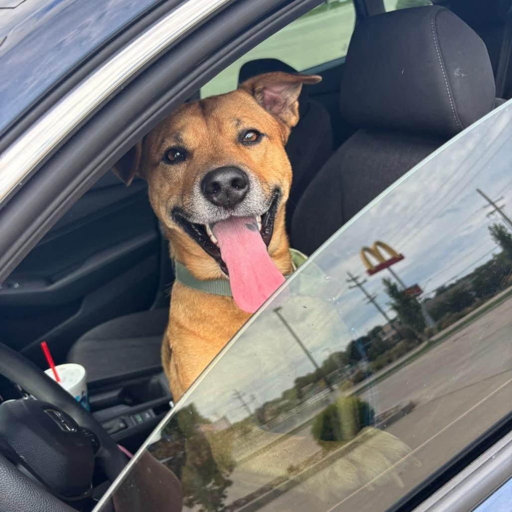 Enlarge Mercer, a Adoptable Mixed Breed in Cape Girardeau, MO image 2/3
