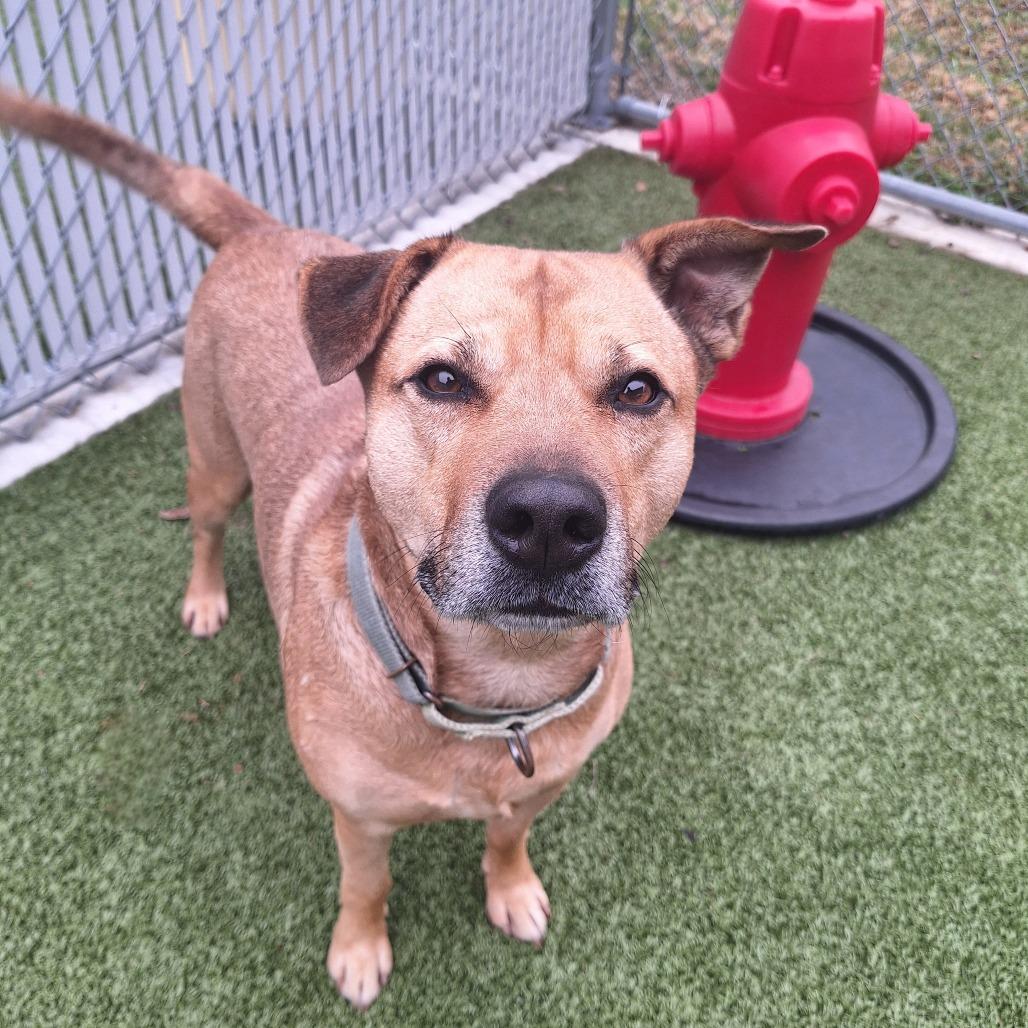Enlarge Mercer, a Adoptable Mixed Breed in Cape Girardeau, MO image 3/3