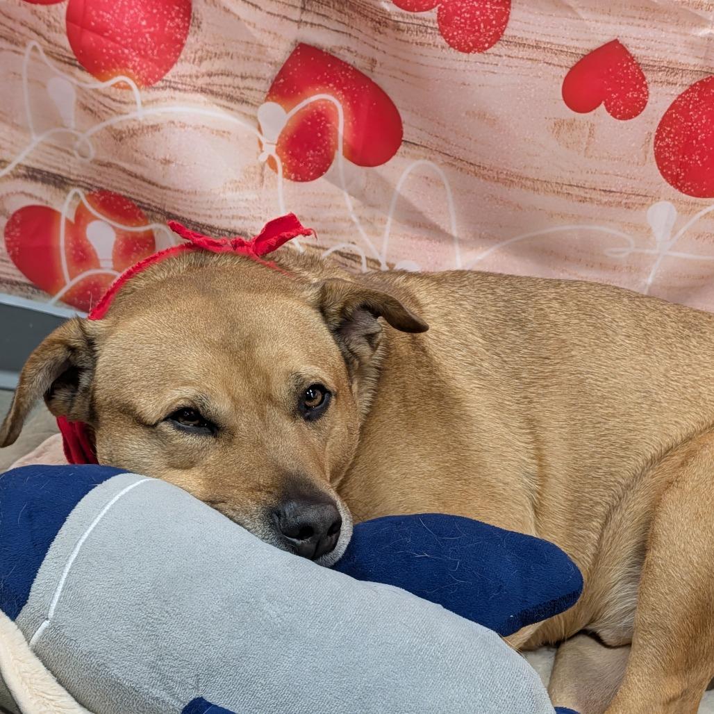 Enlarge Mercer, a Adoptable Mixed Breed in Cape Girardeau, MO image 6/6