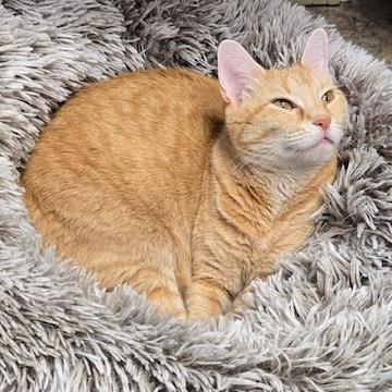 Cupid, Adoptable, Adult Female Domestic Short Hair.