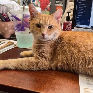 Enlarge Cupid, a Adoptable Domestic Short Hair in Springfield, IL image 2/6