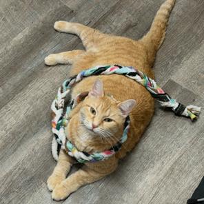 Enlarge Cupid, a Adoptable Domestic Short Hair in Springfield, IL image 4/6