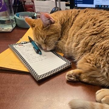 Enlarge Cupid, a Adoptable Domestic Short Hair in Springfield, IL image 5/6