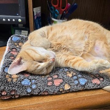 Enlarge Cupid, a Adoptable Domestic Short Hair in Springfield, IL image 6/6