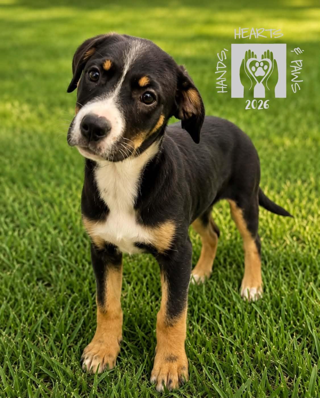 Baelyn, adopted, Puppy Female Hound.