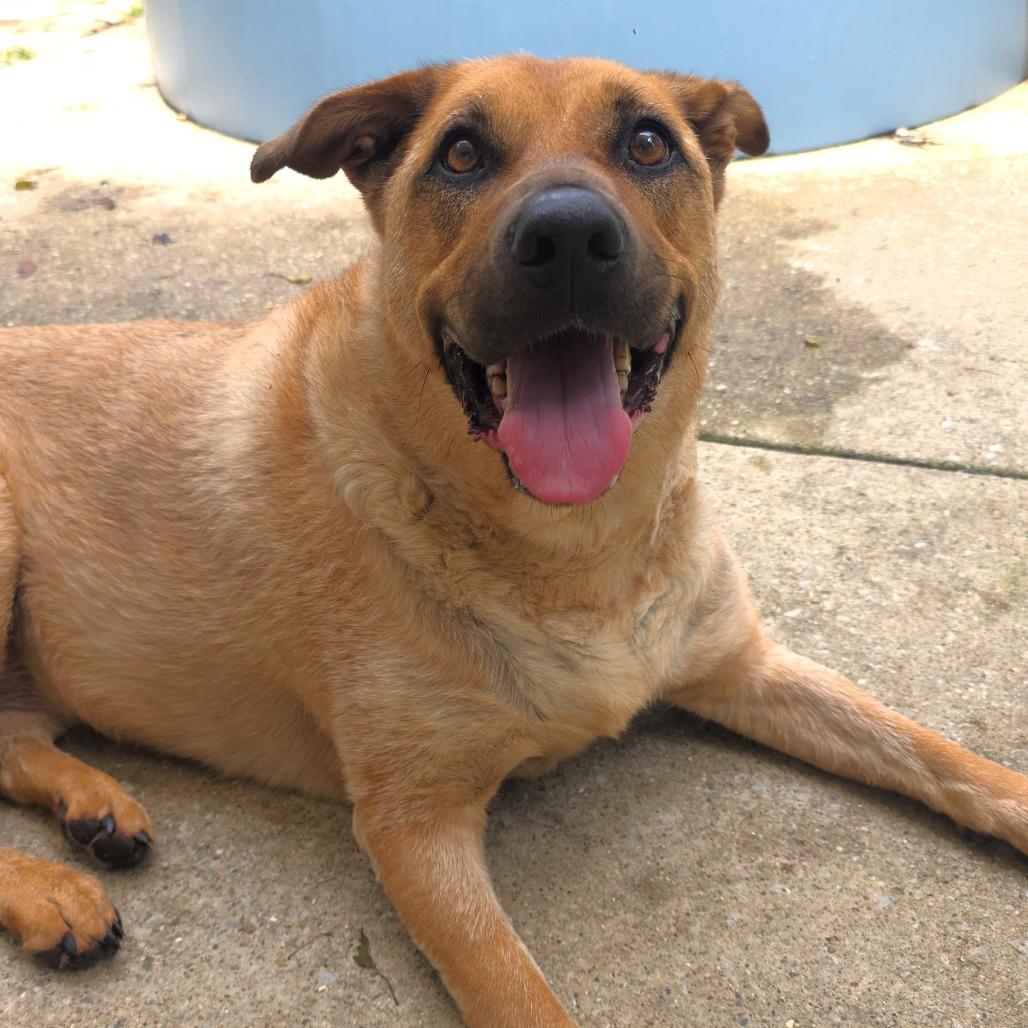 Zoey, Adoptable, Adult Female German Shepherd Dog & Mixed Breed.