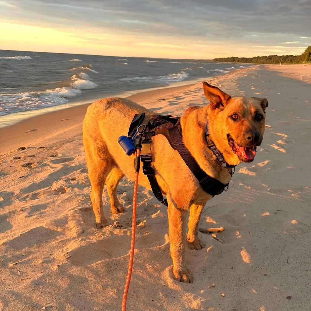 Zoey, a Adoptable mixed breed in Michigan City, IN image 2/6