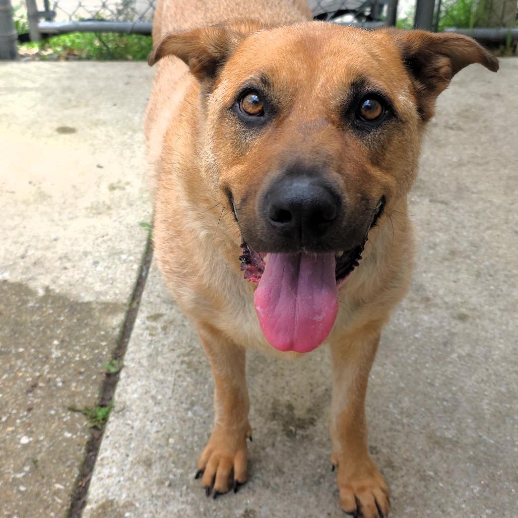 Zoey, a Adoptable mixed breed in Michigan City, IN image 3/6