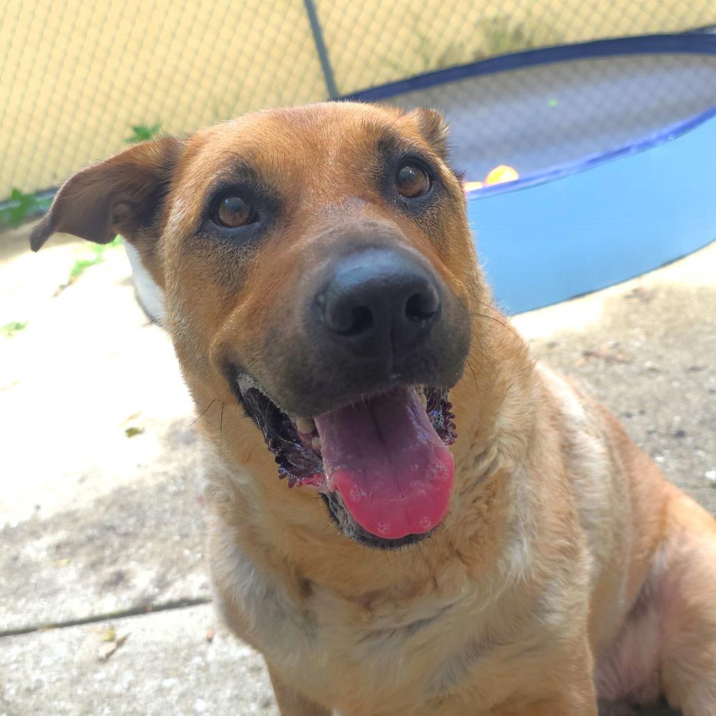 Zoey, a Adoptable mixed breed in Michigan City, IN image 4/6