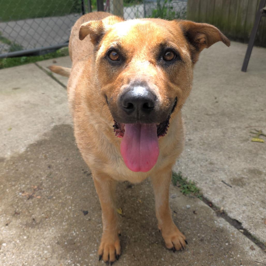 Zoey, a Adoptable mixed breed in Michigan City, IN image 5/6