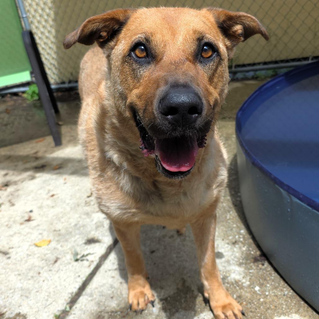 Zoey, a Adoptable mixed breed in Michigan City, IN image 6/6