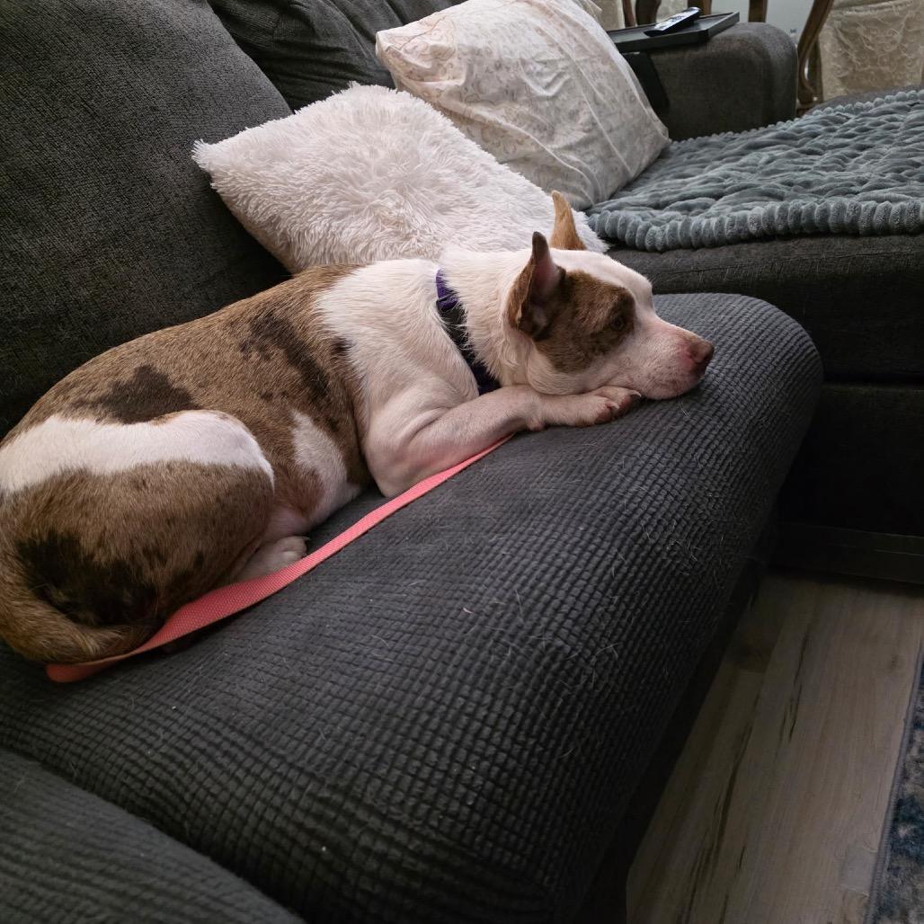 Enlarge Thelma, a Adoptable mixed breed in Avon, OH image 5/6