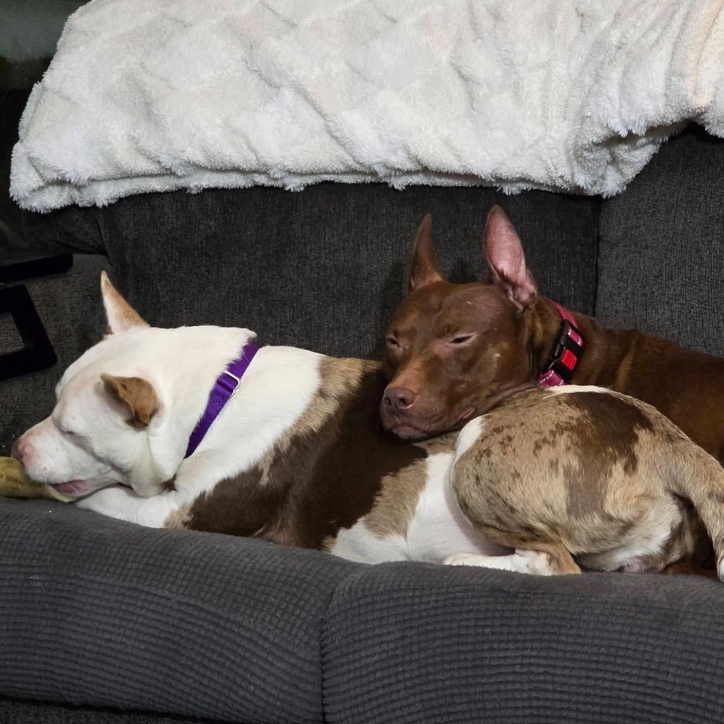 Enlarge Thelma, a Adoptable mixed breed in Avon, OH image 1/6