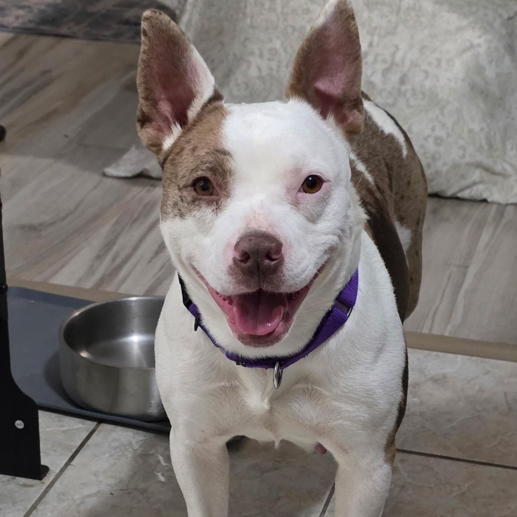 Enlarge Thelma, a Adoptable mixed breed in Avon, OH image 2/6