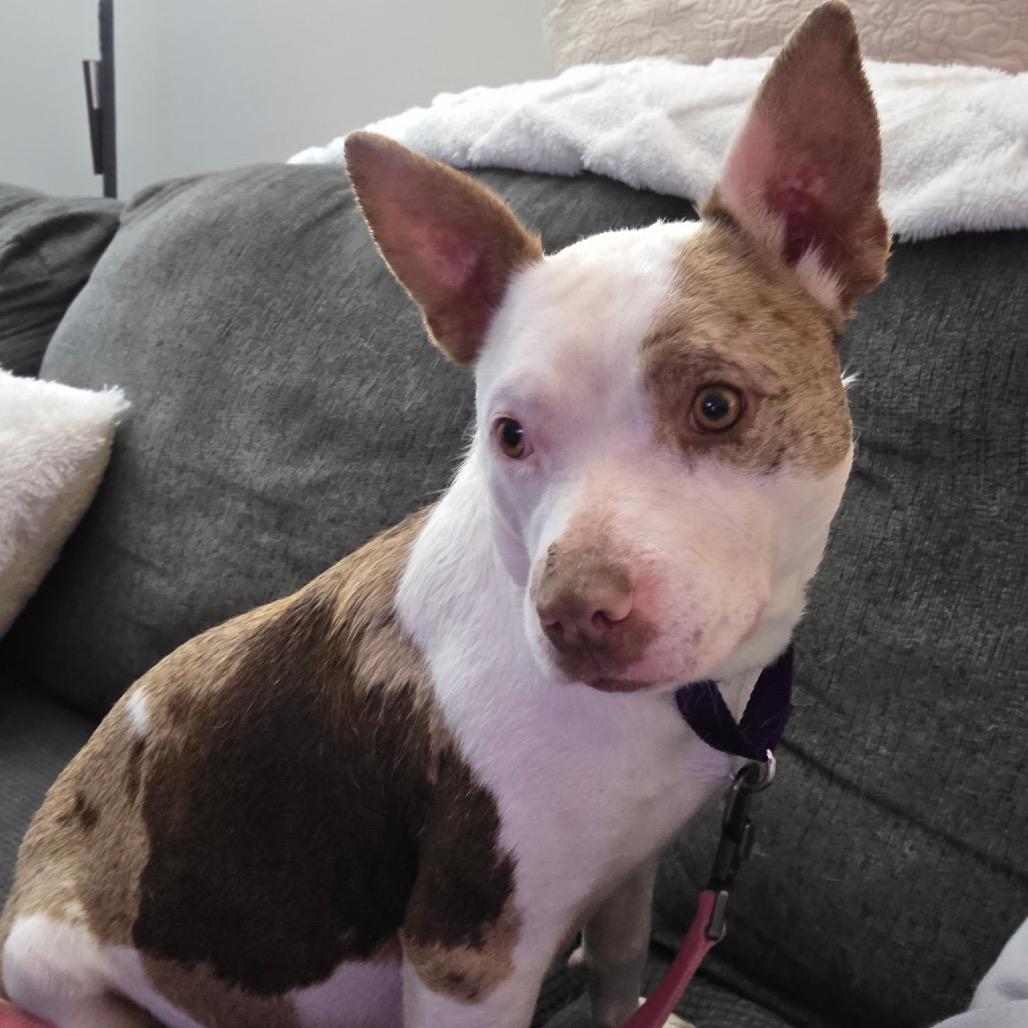 Enlarge Thelma, a Adoptable mixed breed in Avon, OH image 3/6