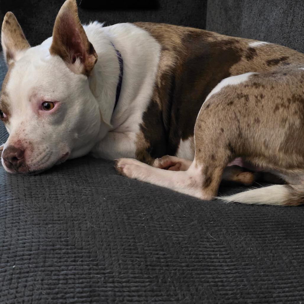 Enlarge Thelma, a Adoptable mixed breed in Avon, OH image 6/6