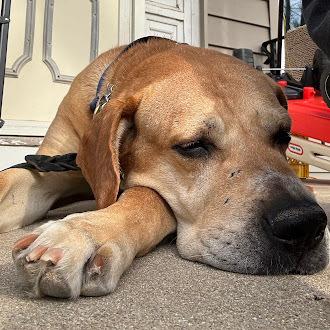 Ernie, Adoptable, Adult Male Great Dane & Mastiff.